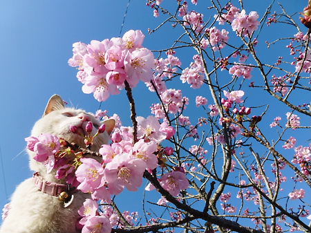 0406 しだれ桜