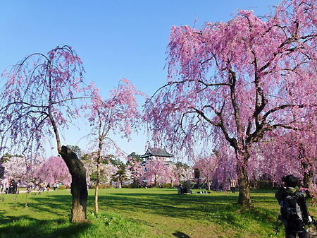 本丸の垂れ桜と天守